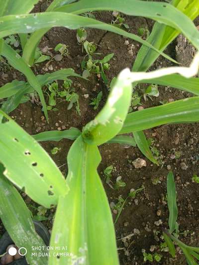 Oriental Armyworm - Maize