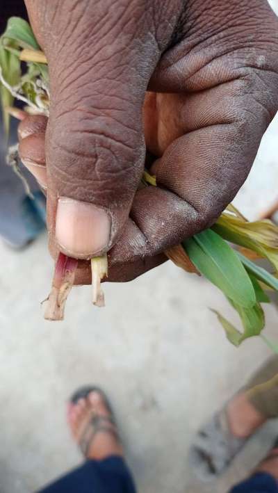 Black Cutworm - Maize