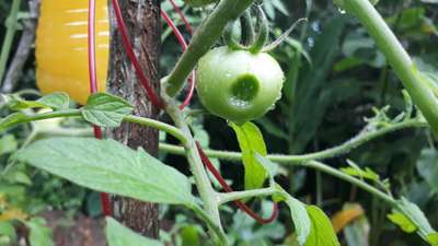 Lagarta da Helicoverpa - Tomate