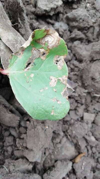 Alternaria Leaf Spot of Cotton - Cotton