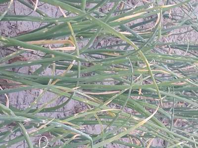 Botrytis Leaf Blight - Onion