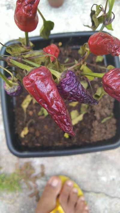 Podredumbre Blanda Bacteriana  - Capsicum y chile