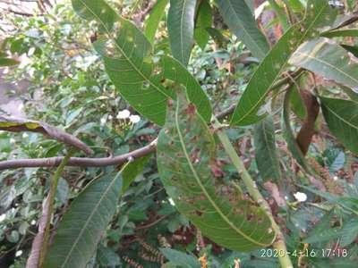 Bacterial Black Spot of Mango - Mango