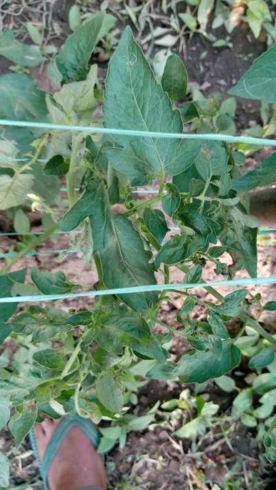 Broad Mite - Tomato