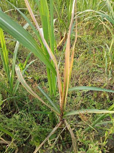 Early Shoot Borer - Sugarcane