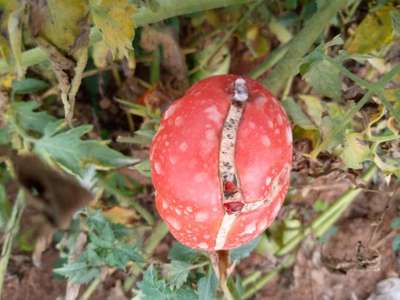 Growth Cracks in Tomato - Tomato