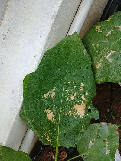 Pesticide Burn - Brinjal