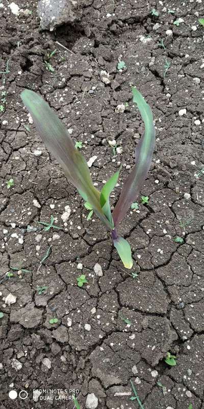 Phosphorus Deficiency - Maize