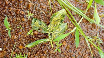 Castor Hairy Caterpillar - Peanut