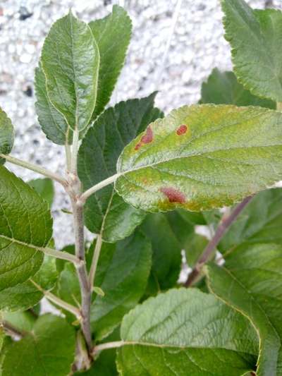 Anthracnose of Apple - Apple