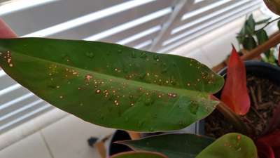 Wet Weather Blight of Cotton - Mango