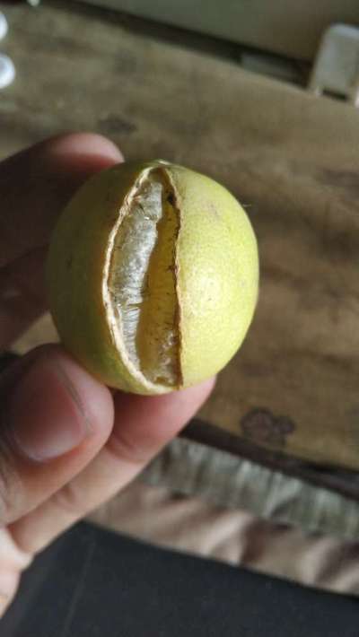 Boron Deficiency - Citrus