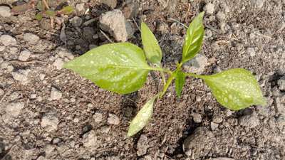 Foot and Collar Rot - Capsicum & Chilli