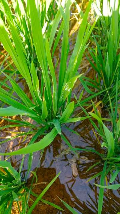 Rice Hispa - Rice