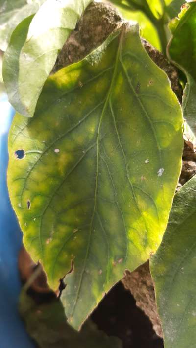 Deficiencia de magnesio - Capsicum y chile