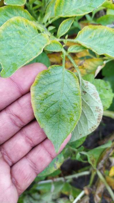 Potassium Deficiency - Potato