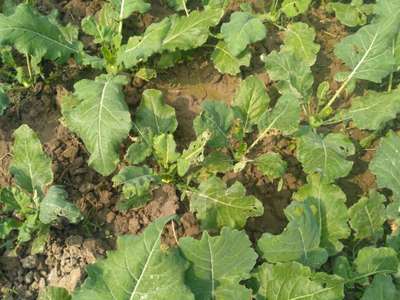 Flea Beetles - Cabbage