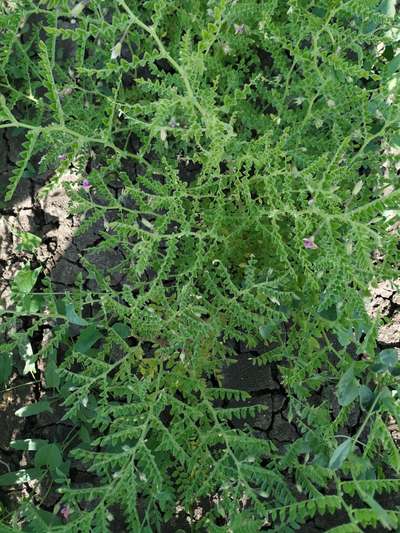 Boron Deficiency - Chickpea & Gram