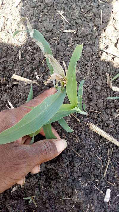 ಚುಕ್ಕೆಯುಳ್ಳ ಕಾಂಡಕೊರಕ - ಹುಲ್ಲುಜೋಳ