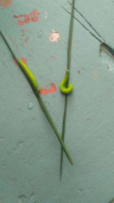 Greenhorned Caterpillars - Rice