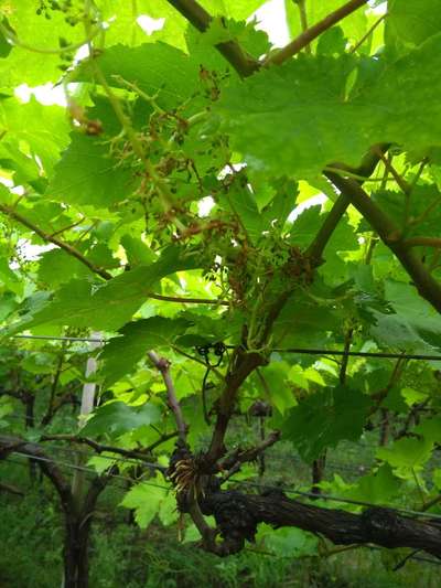 Anthracnose of Grape - Grape