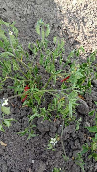 Bacterial Wilt - Capsicum & Chilli