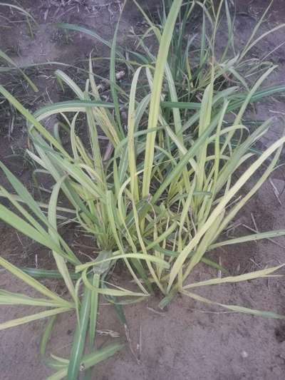 தழைச்சத்து பற்றாக்குறை - கரும்பு