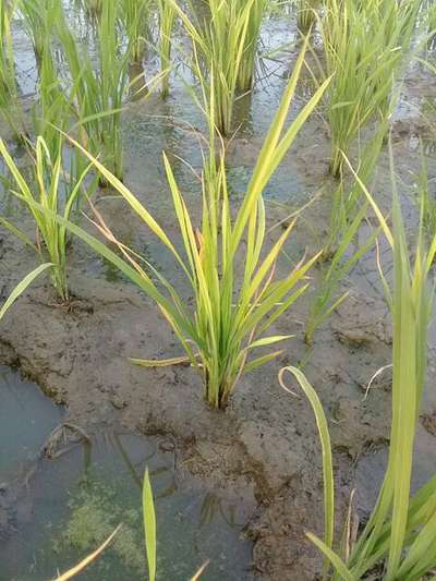 ಪೊಟ್ಯಾಸಿಯಮ್  ಕೊರತೆ - ಭತ್ತ