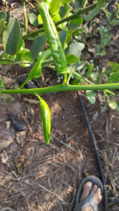 Broad Mite - Citrus