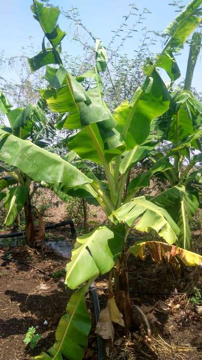 Panama Disease - Banana