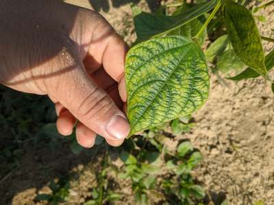 Urd Bean Leaf Crinkle Virus - Bean