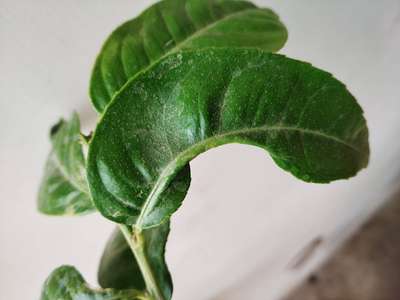 Spider Mites - Citrus