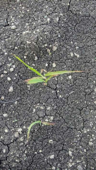 Violet Stem Borer - Sorghum