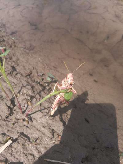 Short horned Grasshopper and Locust - Cotton