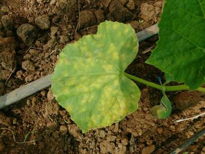 Downy Mildew - Cucumber