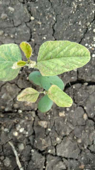 Aphids - Soybean