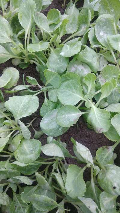 Damping-Off of Seedlings - Cabbage