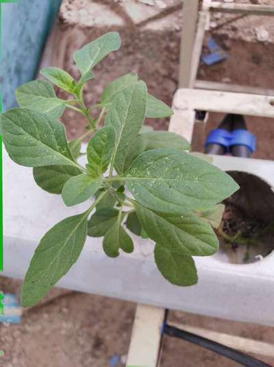 Leaf Miner Flies - Capsicum & Chilli