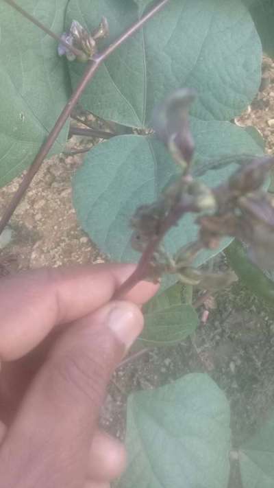 শিমের ডগার মাজরা  পোকা - শিম