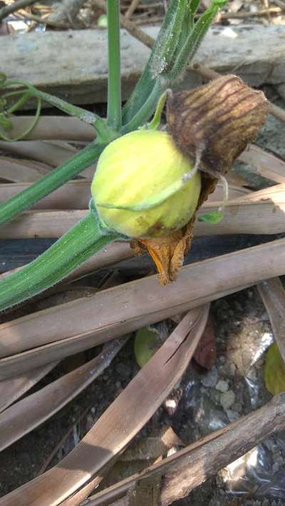 ফলের মাছি পোকা - কুমড়া