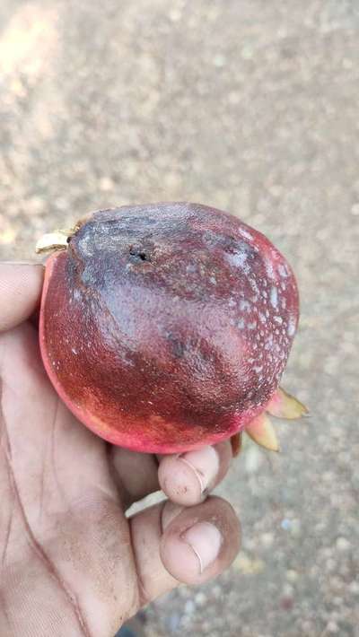 Pomegranate Fruit Borer - Pomegranate