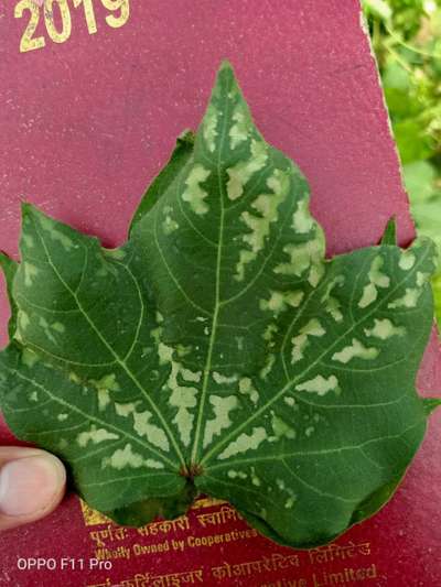 Verticillium Wilt - Cotton