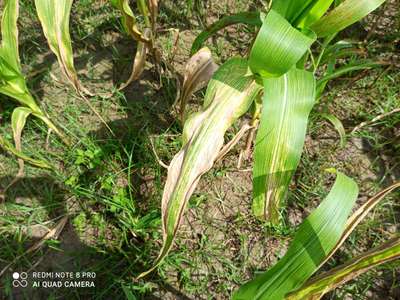 Zinc Deficiency - Maize