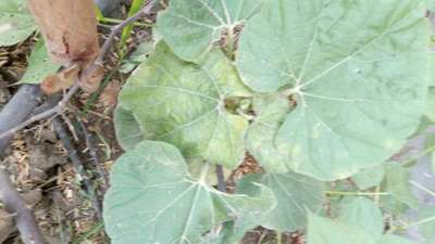 Cucumber Green Mottle Virus - Pumpkin