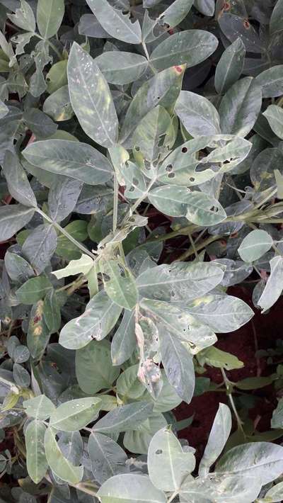 Alternaria Leaf Spot Peanut - Peanut