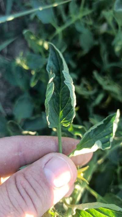 Enroulement des Feuilles de la Tomate - Tomates