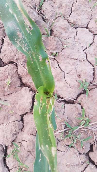 Oriental Armyworm - Maize