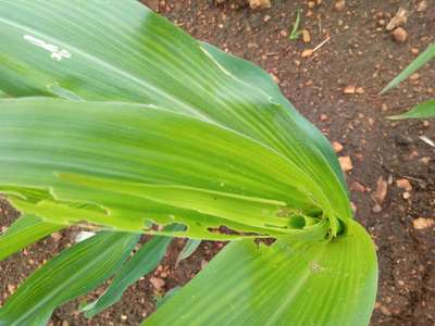 ಕಬ್ಬಿಣದ ಕೊರತೆ - ಮೆಕ್ಕೆ ಜೋಳ