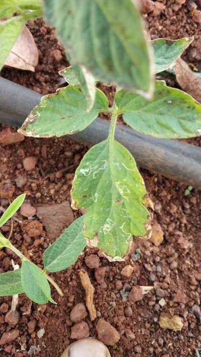 Tomato Leaf Miner - Tomato