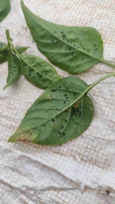 Black Citrus Aphid - Capsicum & Chilli